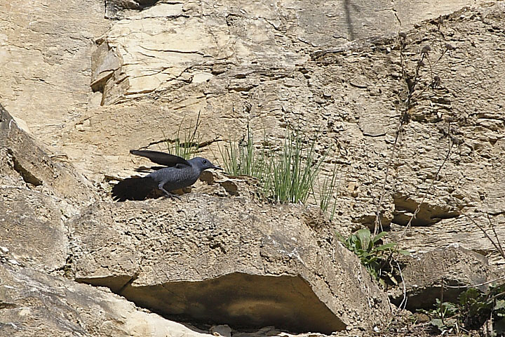 Picchio muraiolo volante